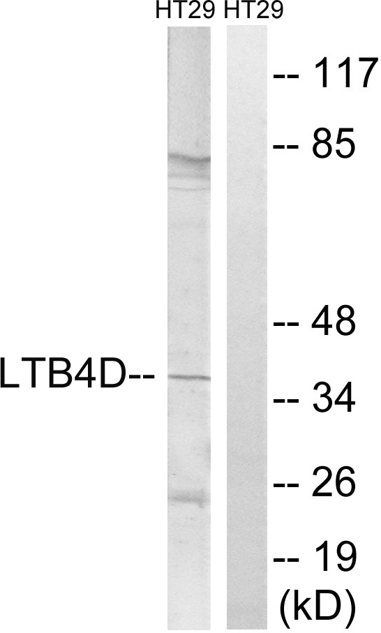 Anti-PTGR1 Antibody