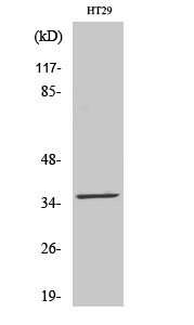 Anti-PTGR1 Antibody Anti-PTGR1 Antibody