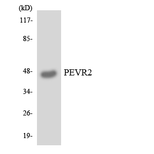 Anti-PEVR2 Antibody