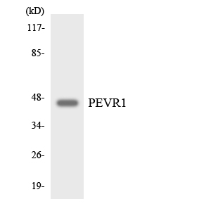 Anti-PEVR1 Antibody