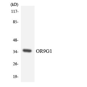 Anti-OR9G1 Antibody