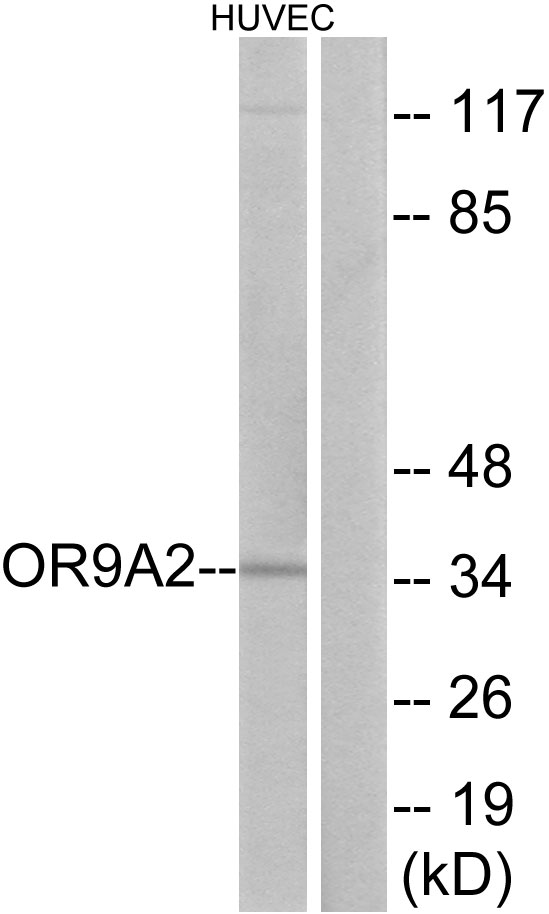 Anti-OR9A2 Antibody