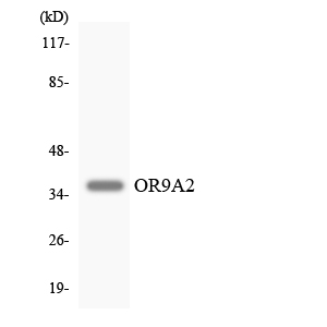Anti-OR9A2 Antibody
