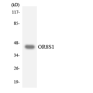 Anti-OR8S1 Antibody