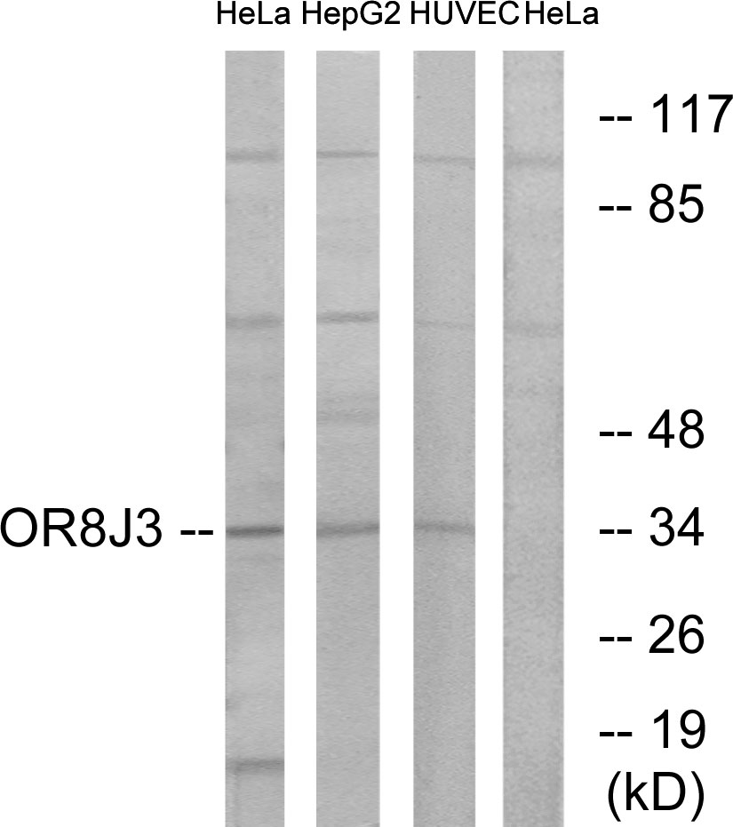Anti-OR8J3 Antibody