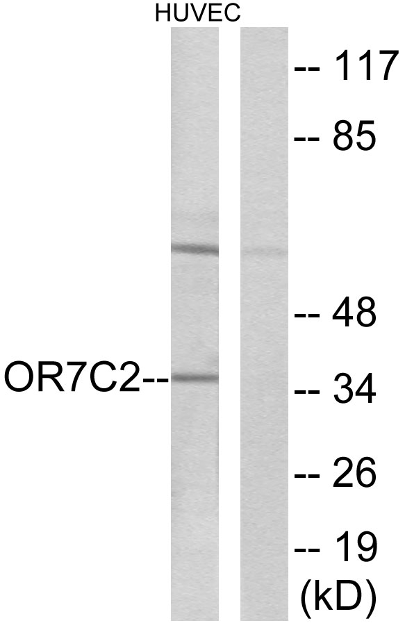 Anti-OR7C2 Antibody