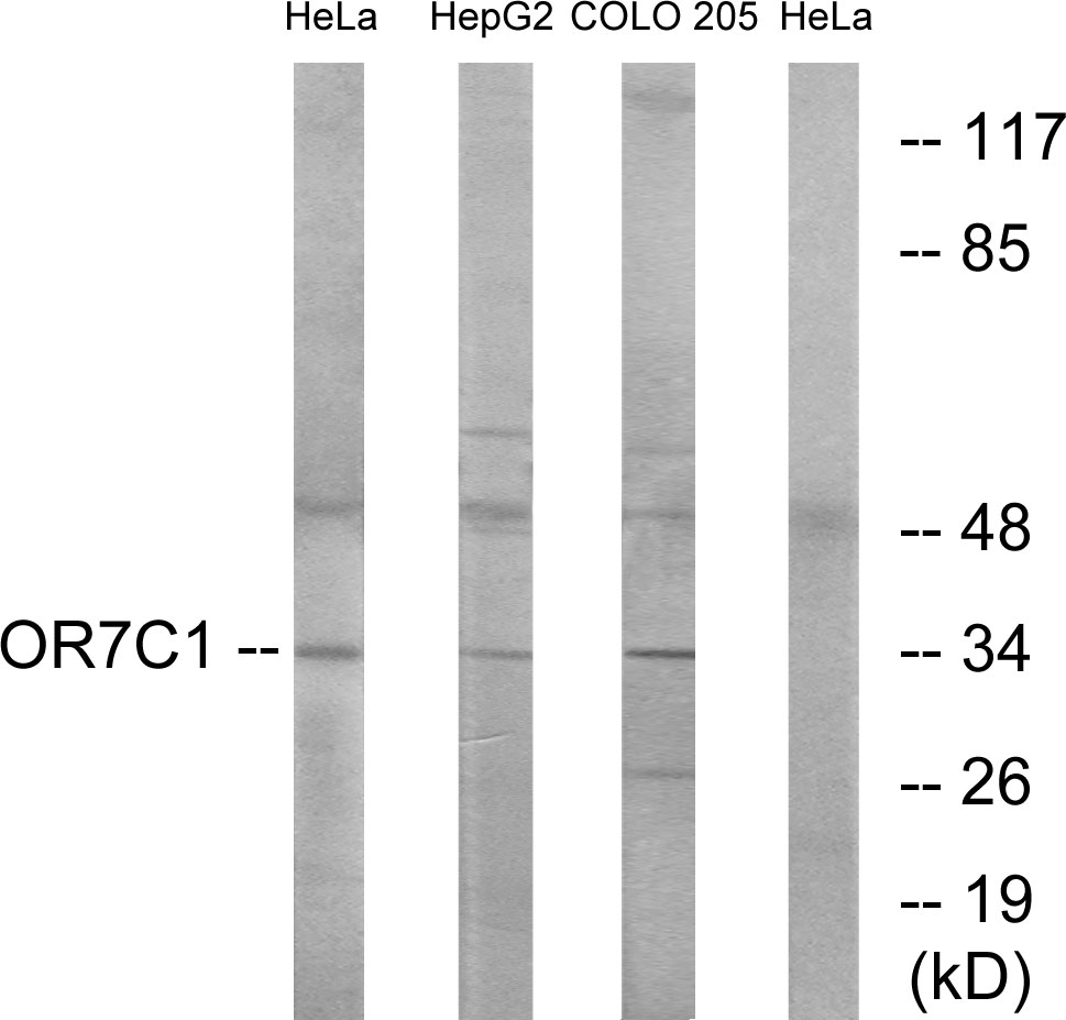 Anti-OR7C1 Antibody