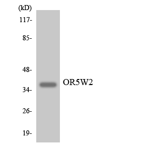 Anti-OR5W2 Antibody