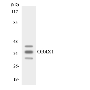 Anti-OR4X1 Antibody
