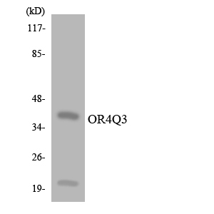 Anti-OR4Q3 Antibody