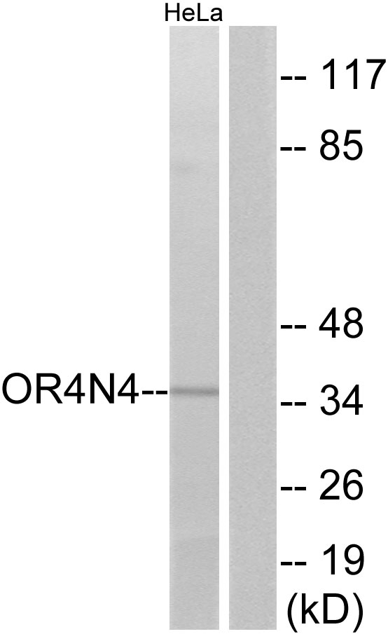 Anti-OR4N4 Antibody