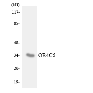 Anti-OR4C6 Antibody