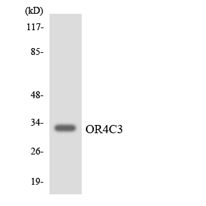 Anti-OR4C3 Antibody