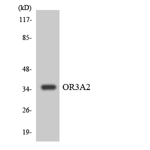 Anti-OR3A2 Antibody