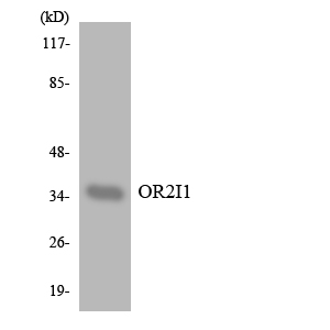 Anti-OR2I1 Antibody