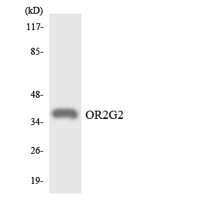 Anti-OR2G2 Antibody