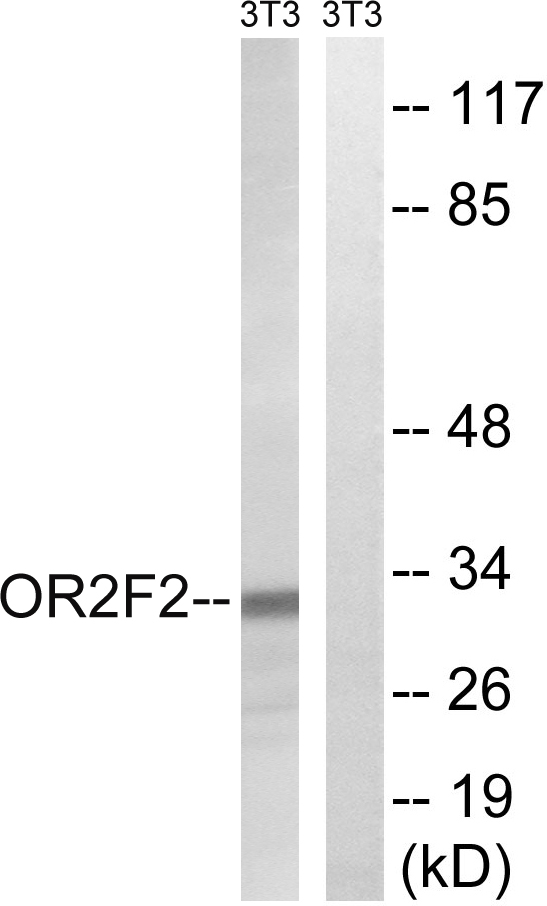 Anti-OR2F2 Antibody