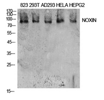 Anti-NOXIN Antibody