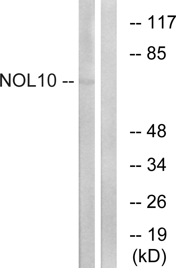 Anti-NOL10 Antibody