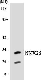 Anti-NKX26 Antibody