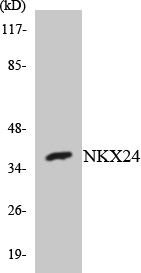 Anti-NKX24 Antibody