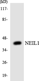 Anti-NEIL1 Antibody