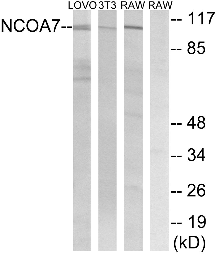 Anti-NCOA7 Antibody
