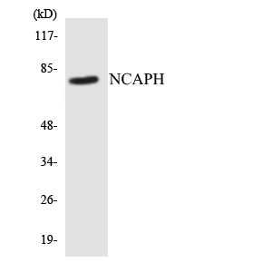 Anti-NCAPH Antibody