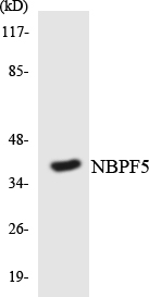 Anti-NBPF5 Antibody