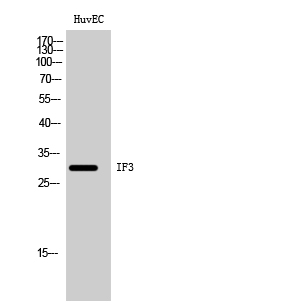 Anti-MTIF3 Antibody
