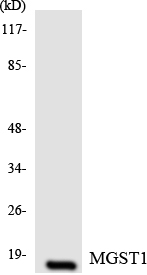 Anti-MGST1 Antibody