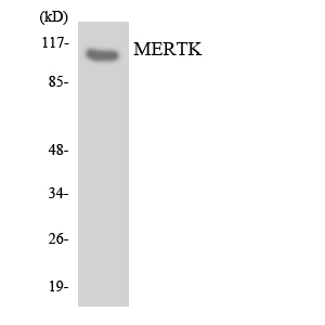 Anti-MERTK Antibody