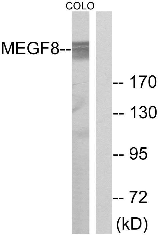 Anti-MEGF8 Antibody