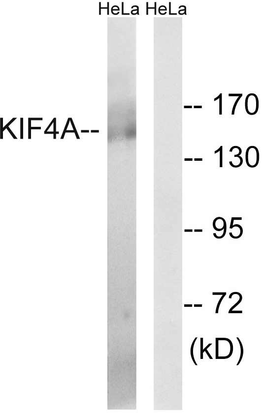 Anti-KIF4A Antibody