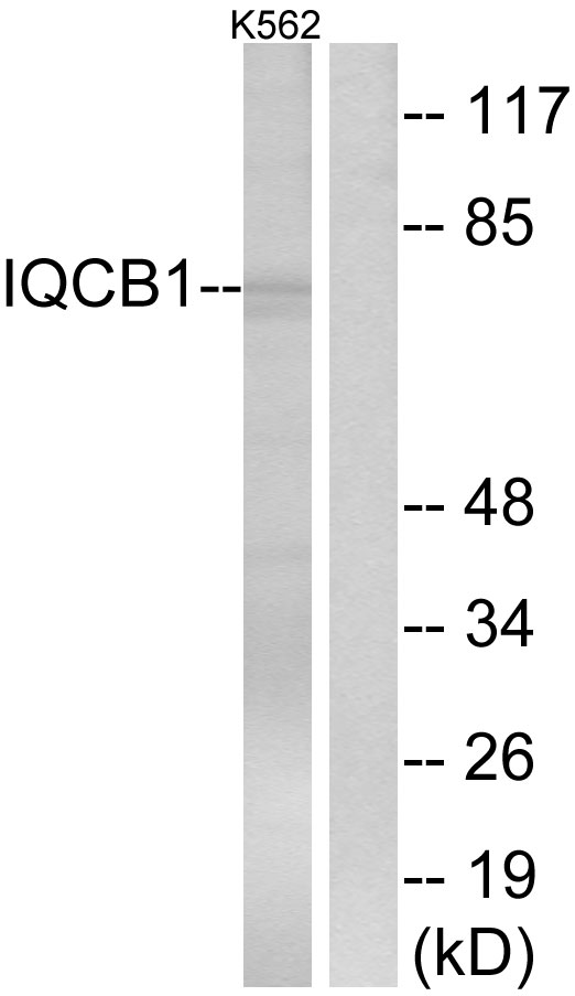 Anti-IQCB1 Antibody