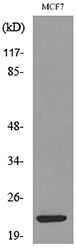 Anti-IL28A Antibody