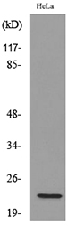 Anti-IFNW1 Antibody