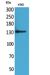 Anti-ICAM3 Antibody Anti-ICAM3 Antibody