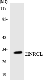 Anti-HNRCL Antibody