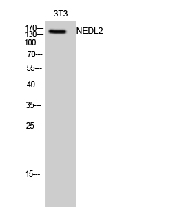 Anti-HECW2 Antibody Anti-HECW2 Antibody
