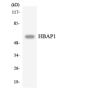 Anti-HBAP1 Antibody