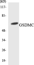 Anti-GSDMC Antibody