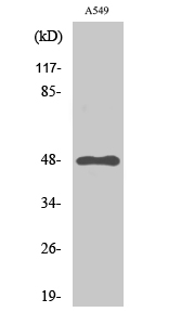 Anti-GPR83 Antibody