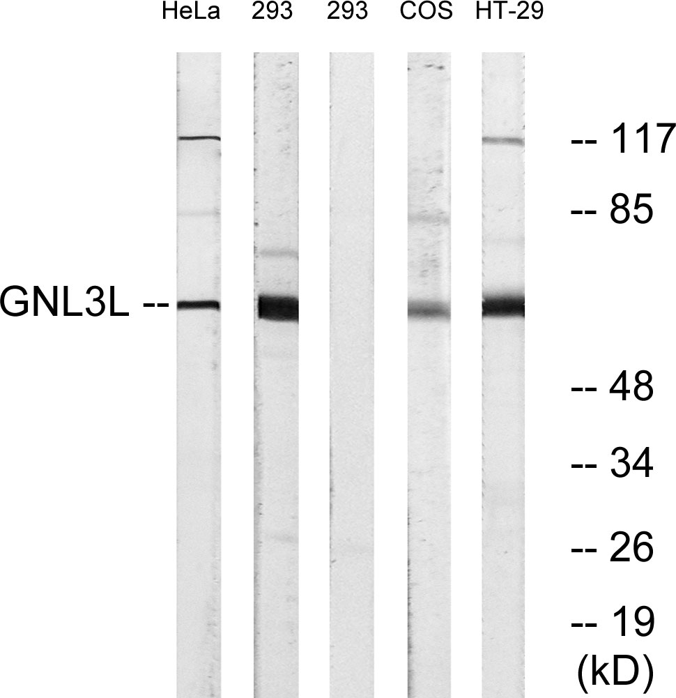 Anti-GNL3L Antibody