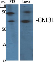 Anti-GNL3L Antibody Anti-GNL3L Antibody