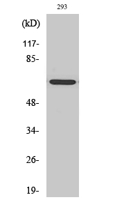 Anti-GNL3L Antibody Anti-GNL3L Antibody