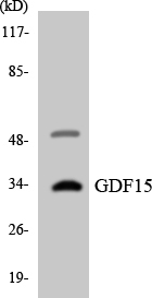 Anti-GDF15 Antibody