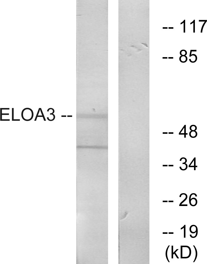 Anti-ELOA3 Antibody