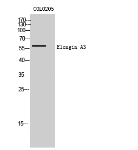 Anti-ELOA3 Antibody Anti-ELOA3 Antibody