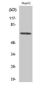 Anti-DDX52 Antibody Anti-DDX52 Antibody